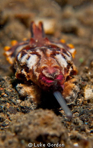 Catching dinner....poor shrimp! by Luke Gordon 